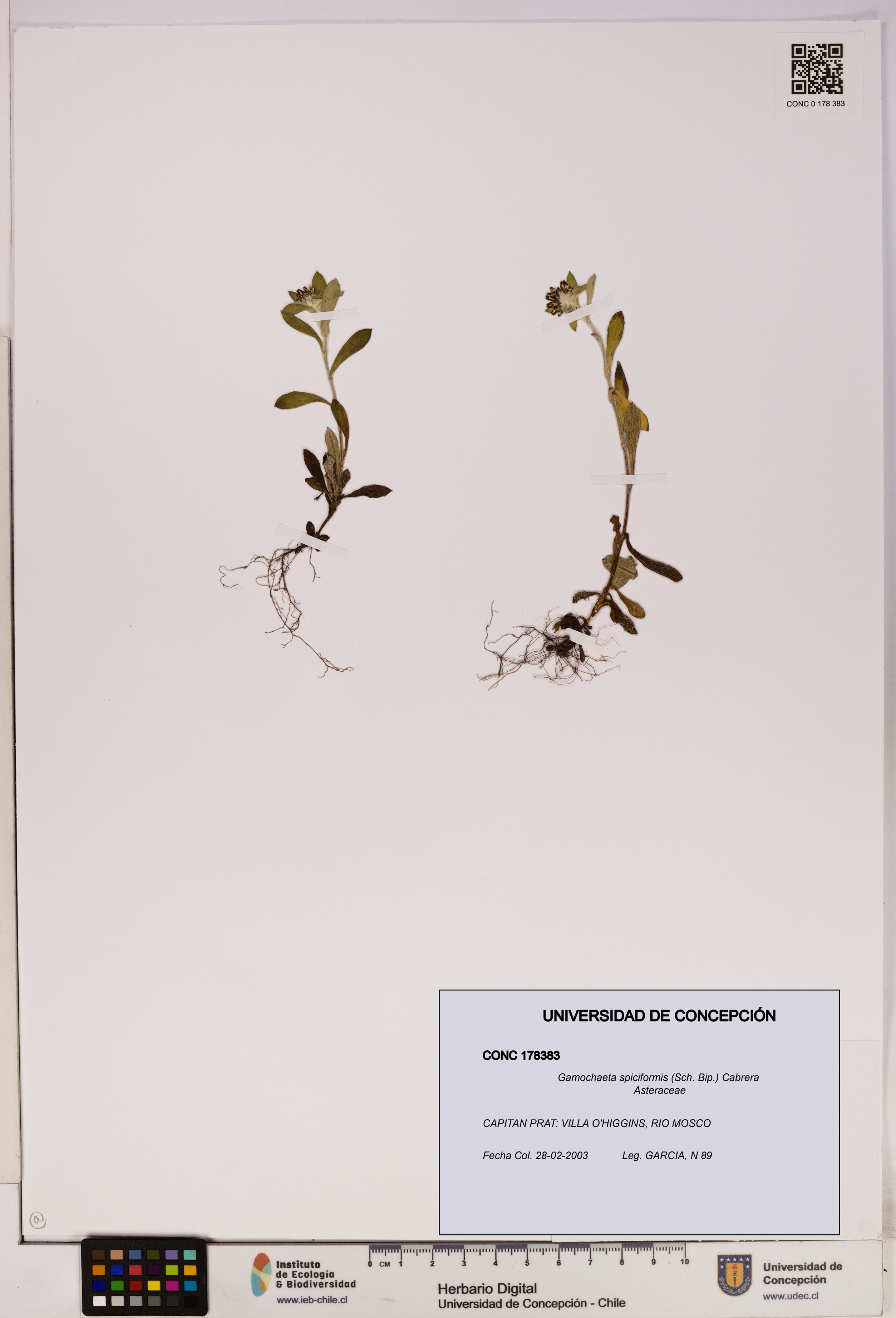 Gamochaeta spiciformis [Espécimen: UDEC:CONC:0178383]