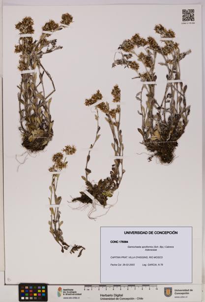 Gamochaeta spiciformis [Espécimen: UDEC:CONC:0178384]