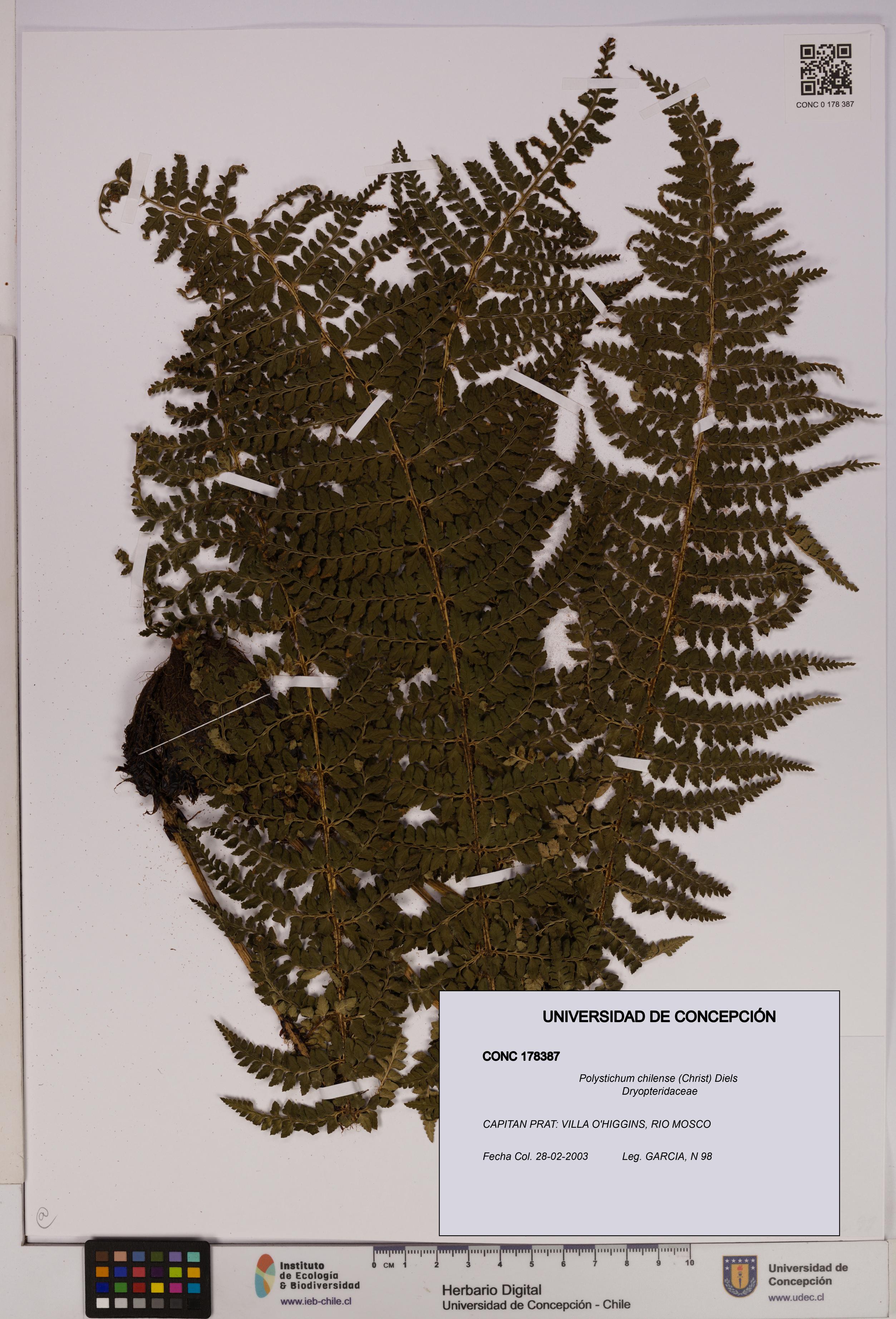 Polystichum chilense [Espécimen: UDEC:CONC:0178387]