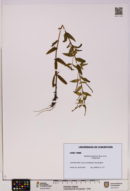 Epilobium puberulum [Espécimen: UDEC:CONC:0178390]