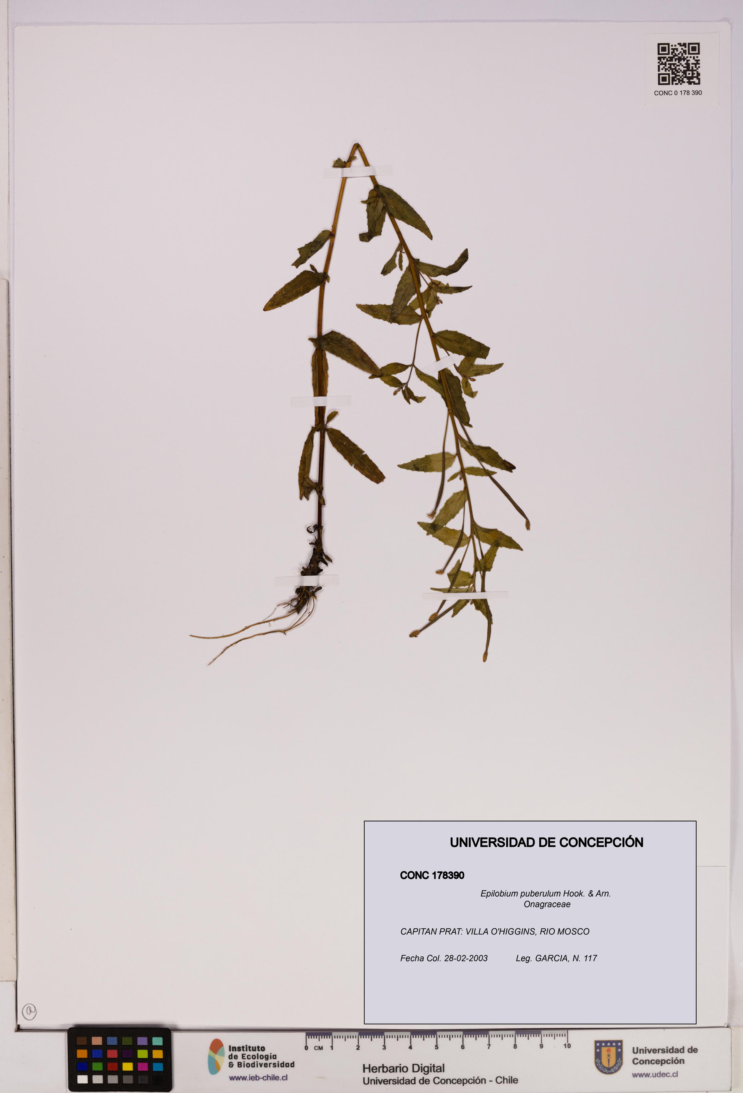 Epilobium puberulum [Espécimen: UDEC:CONC:0178390]
