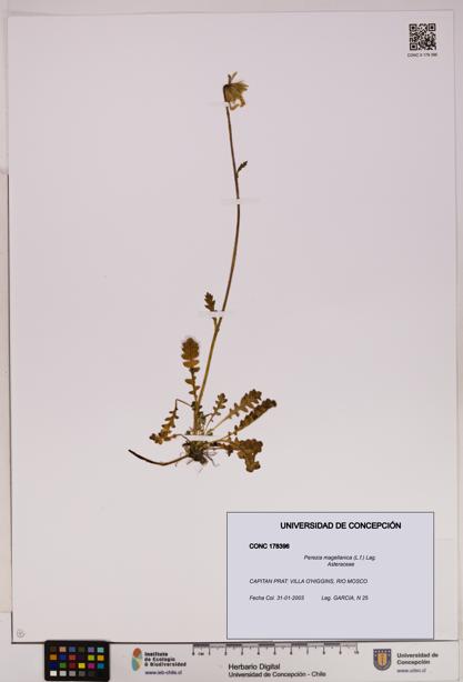 Perezia magellanica [Espécimen: UDEC:CONC:0178396]