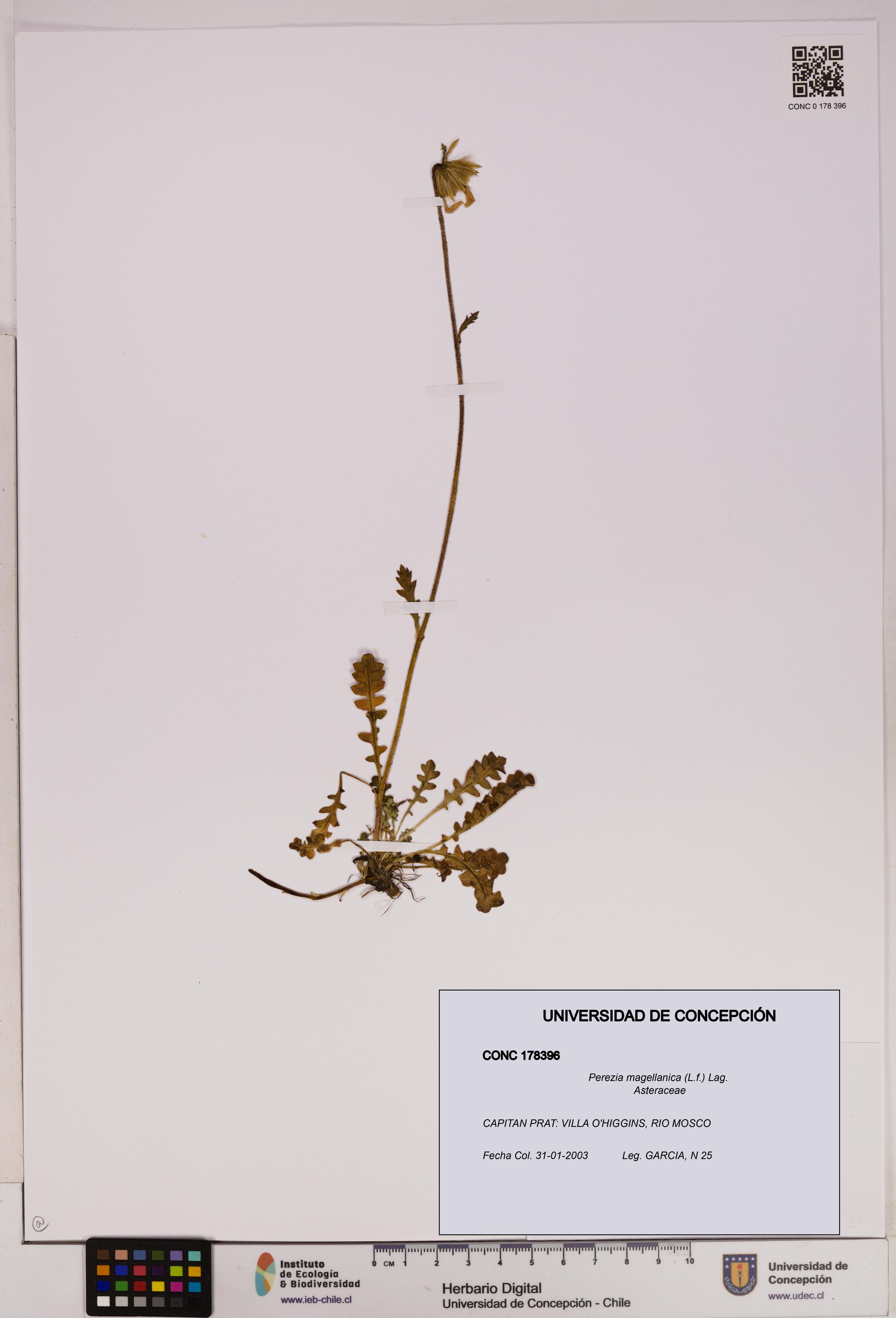 Perezia magellanica [Espécimen: UDEC:CONC:0178396]
