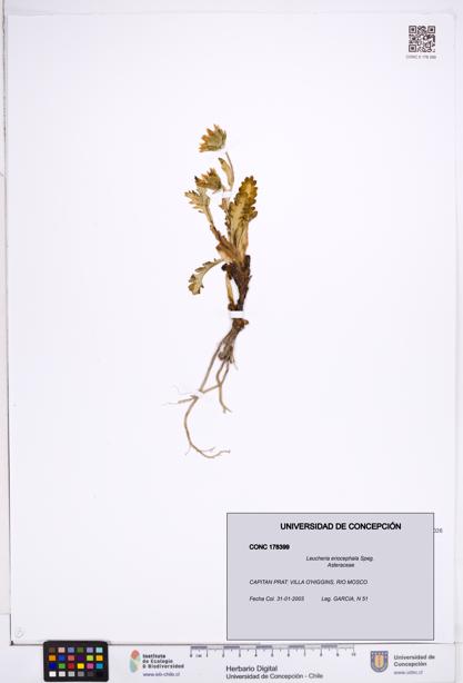 Leucheria eriocephala [Espécimen: ]