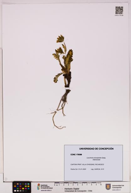 Leucheria eriocephala [Espécimen: UDEC:CONC:0178399]