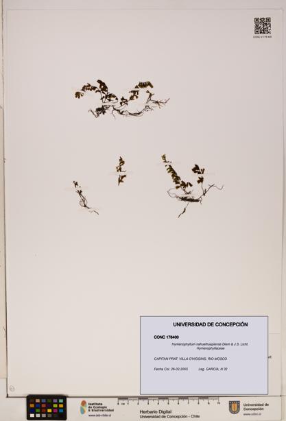 Hymenophyllum nahuelhuapiense [Espécimen: ]