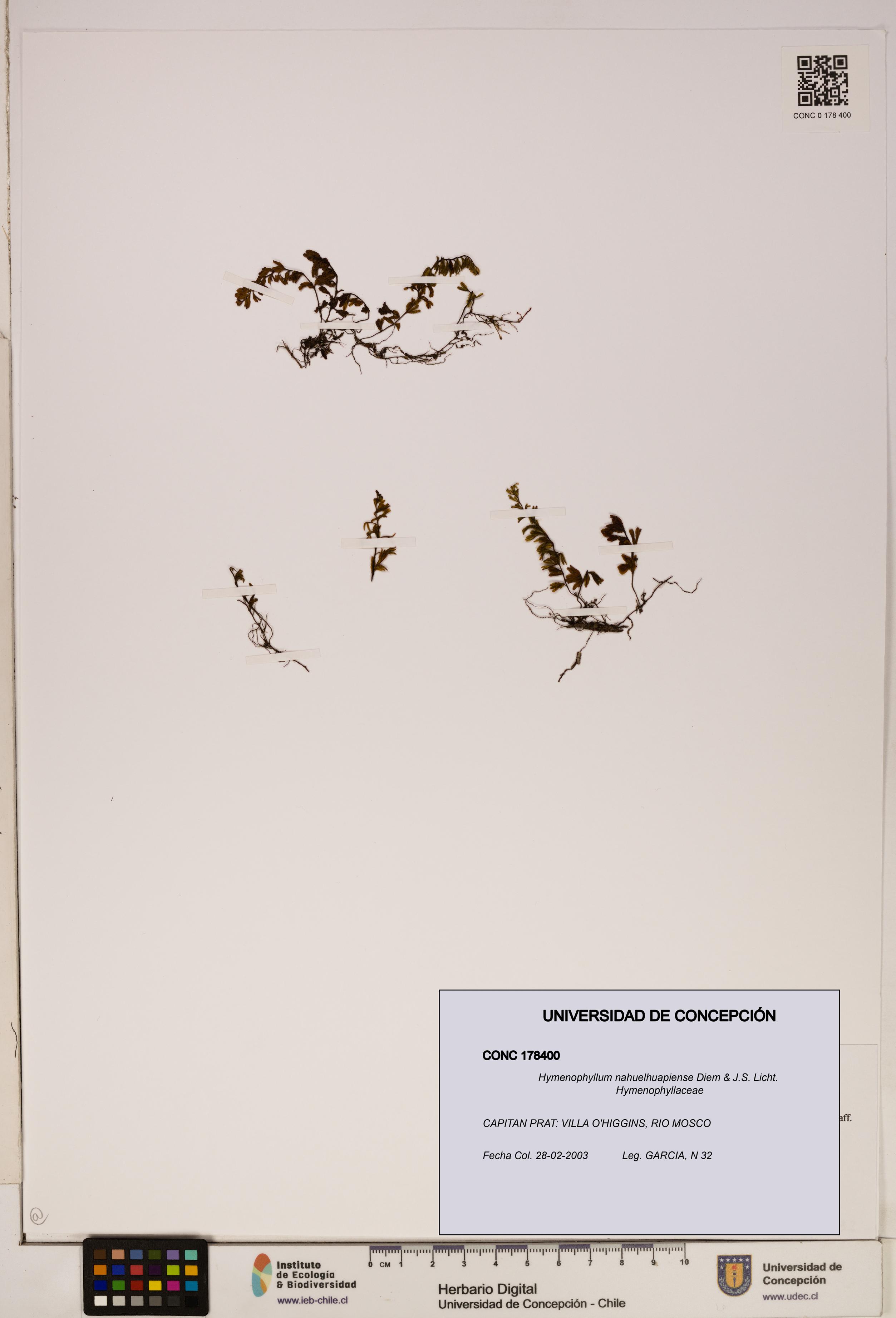 Hymenophyllum nahuelhuapiense [Espécimen: ]