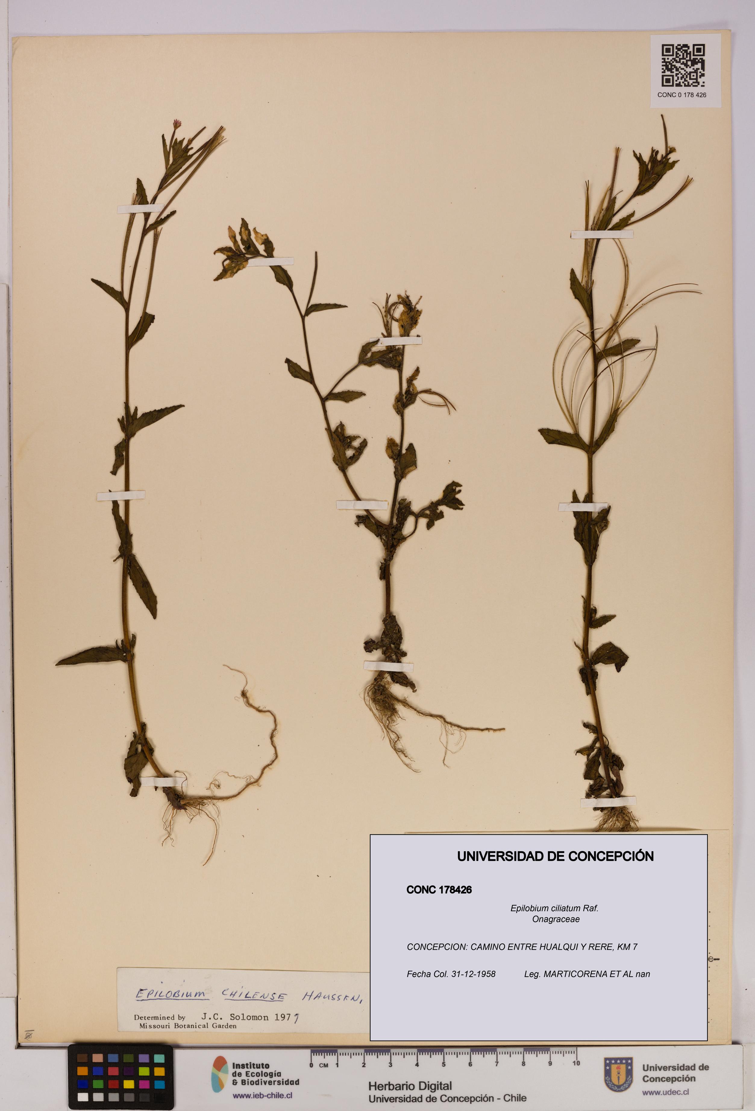 Epilobium ciliatum [Espécimen: UDEC:CONC:0178426]