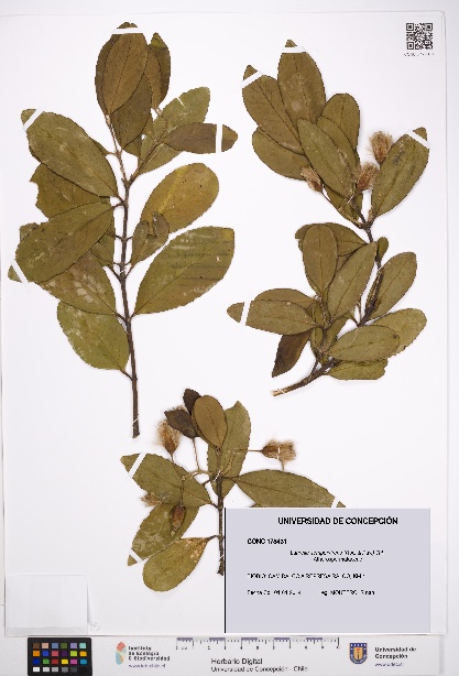 Laurelia sempervirens [Espécimen: UDEC:CONC:0178431]