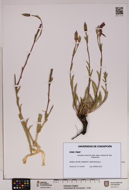 Oenothera ravenii subsp. chilensis [Espécimen: UDEC:CONC:0178437]
