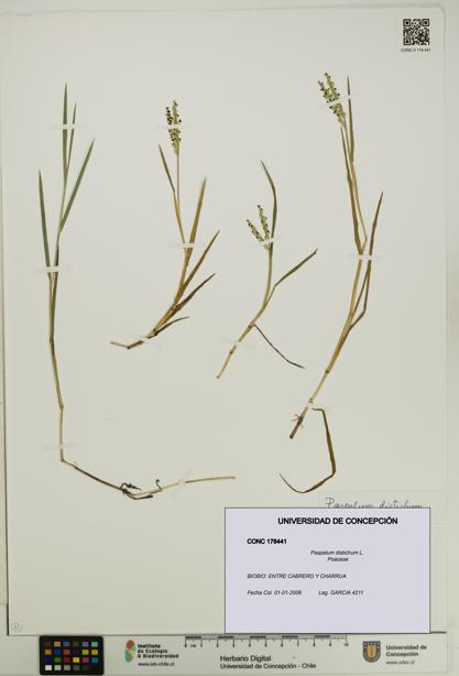 Paspalum distichum [Espécimen: UDEC:CONC:0178441]