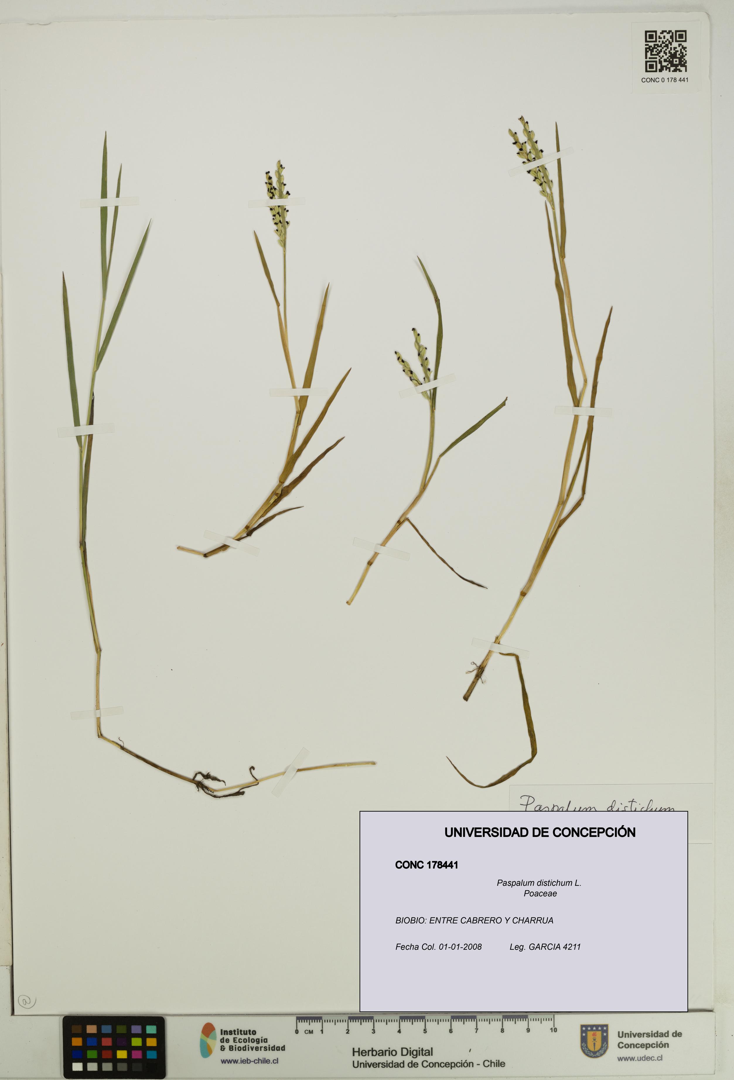 Paspalum distichum [Espécimen: UDEC:CONC:0178441]