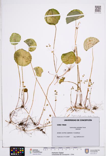 Hydrocotyle verticillata [Espécimen: ]