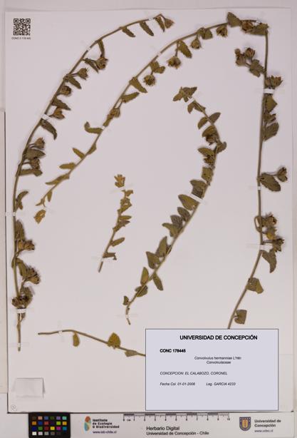 Convolvulus hermanniae [Espécimen: UDEC:CONC:0178445]
