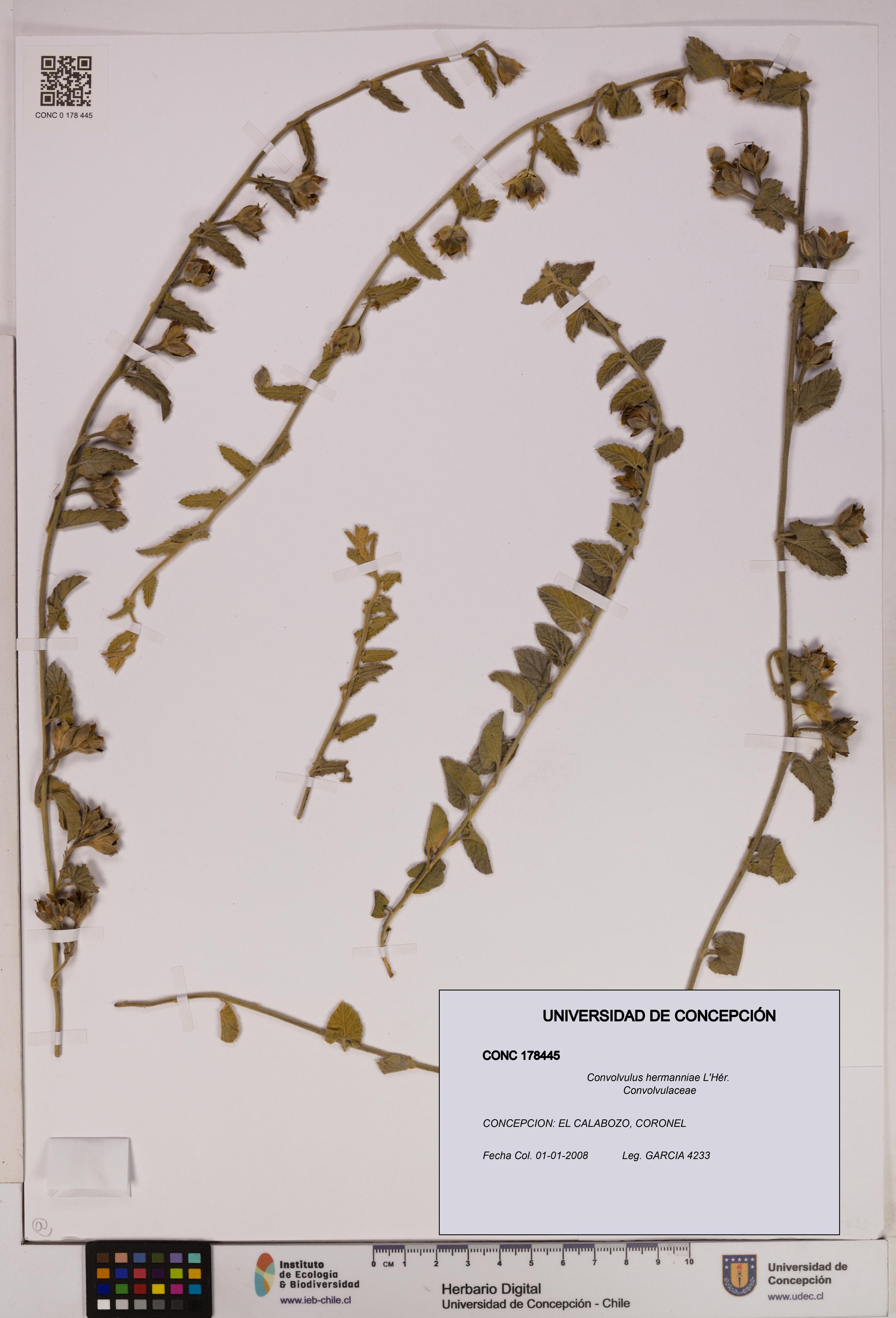 Convolvulus hermanniae [Espécimen: UDEC:CONC:0178445]