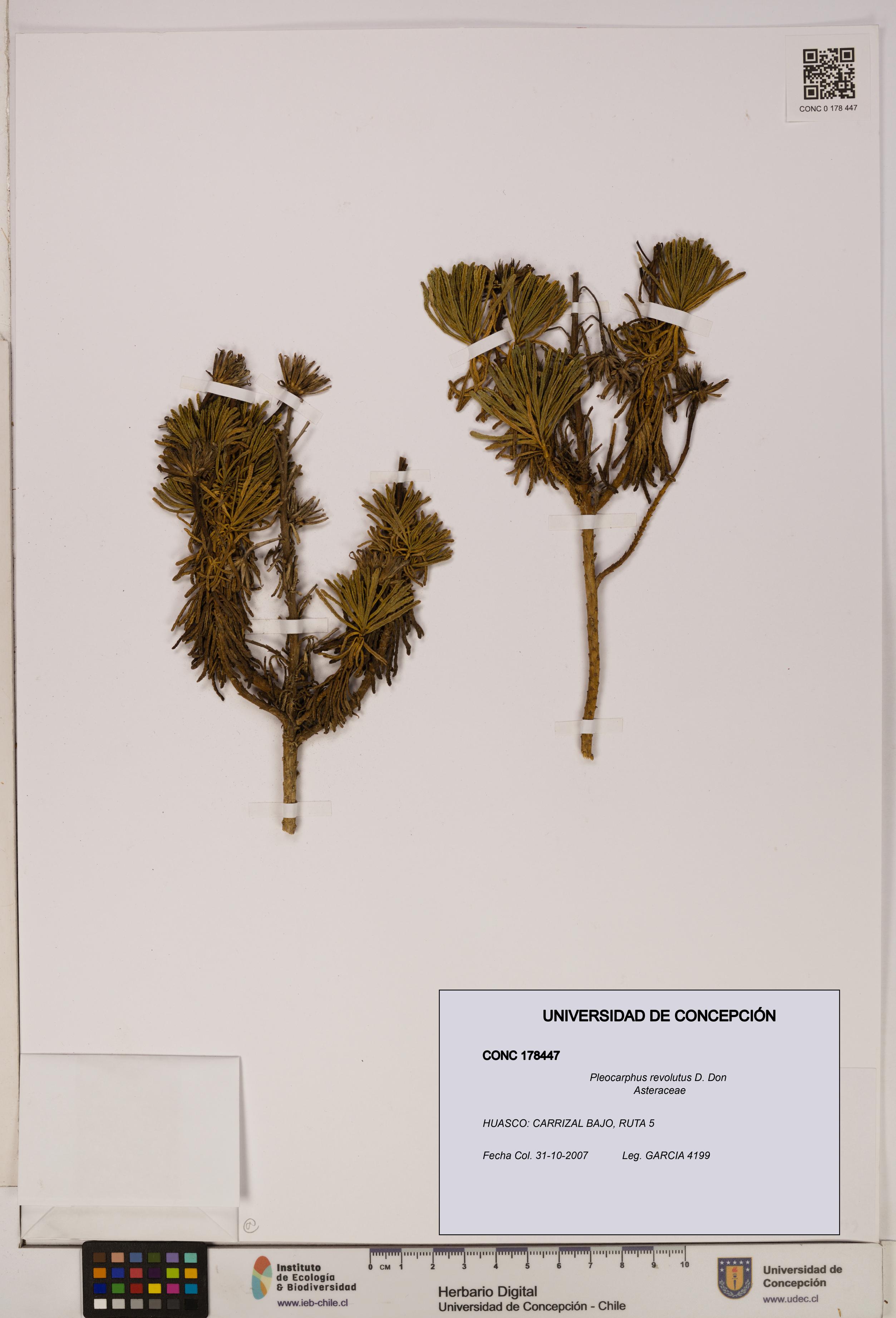 Pleocarphus revolutus [Espécimen: UDEC:CONC:0178447]