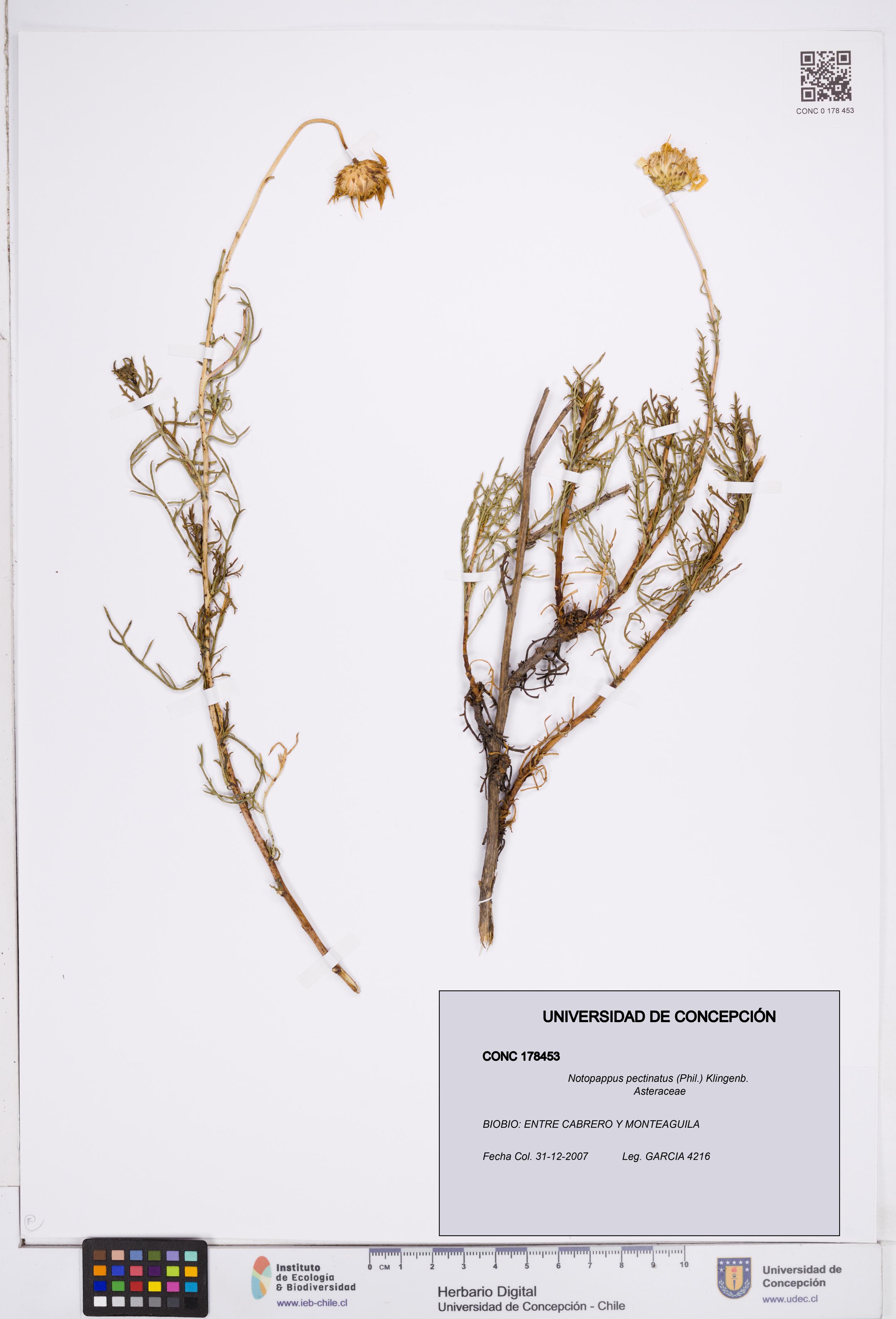Notopappus pectinatus [Espécimen: ]