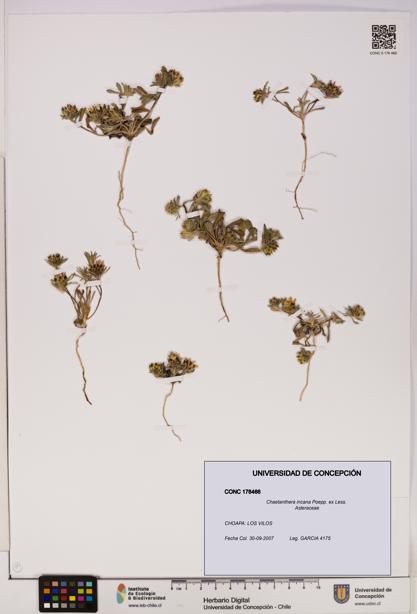 Chaetanthera incana [Espécimen: UDEC:CONC:0178466]