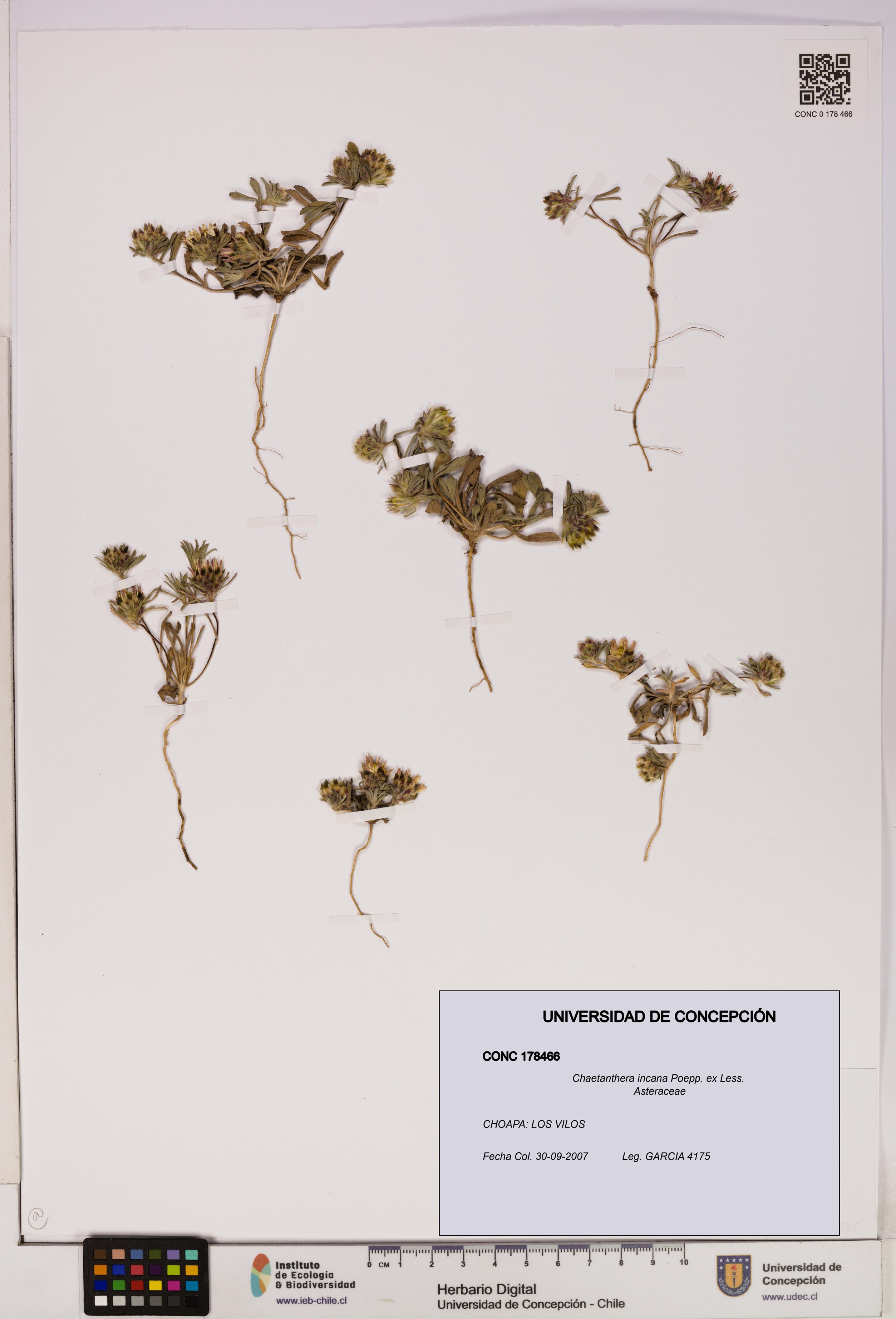 Chaetanthera incana [Espécimen: UDEC:CONC:0178466]