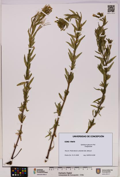 Epilobium glaucum [Espécimen: UDEC:CONC:0178470]