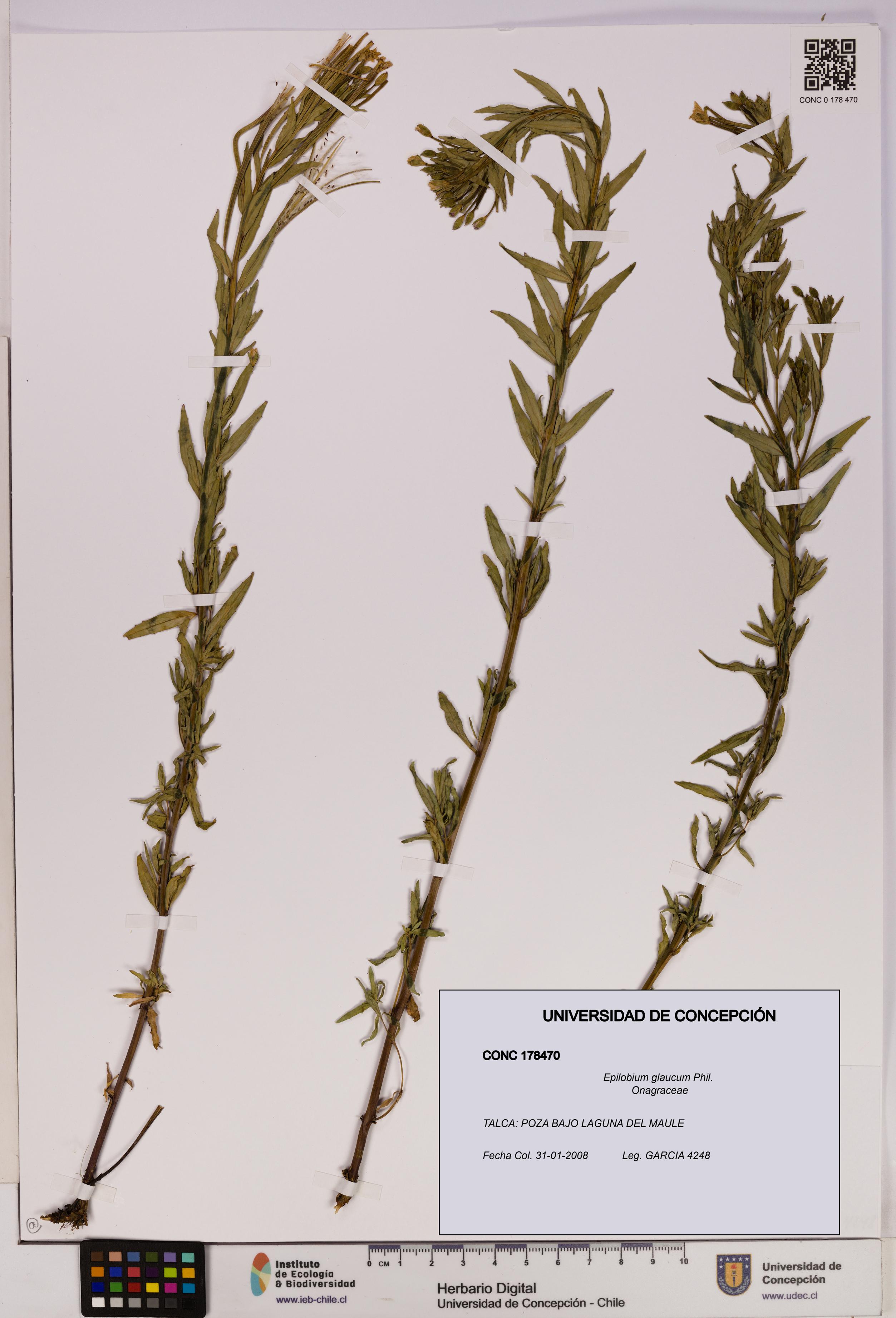 Epilobium glaucum [Espécimen: UDEC:CONC:0178470]