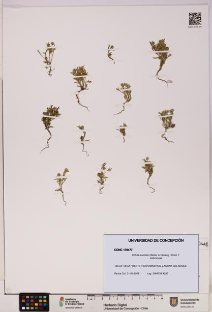 Cotula australis [Espécimen: UDEC:CONC:0178477]