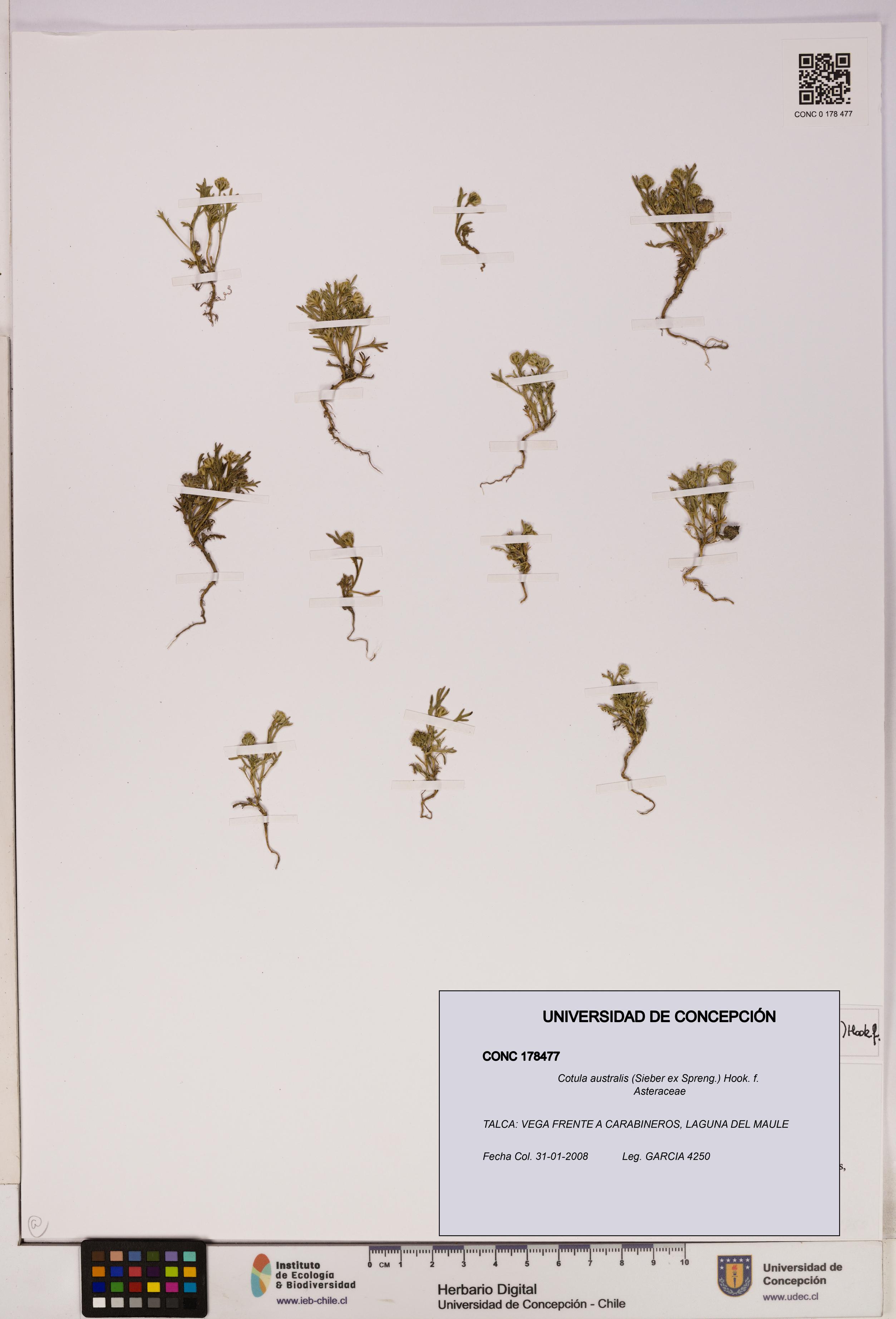 Cotula australis [Espécimen: UDEC:CONC:0178477]