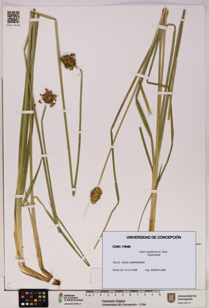 Carex hypoleucos [Espécimen: UDEC:CONC:0178480]