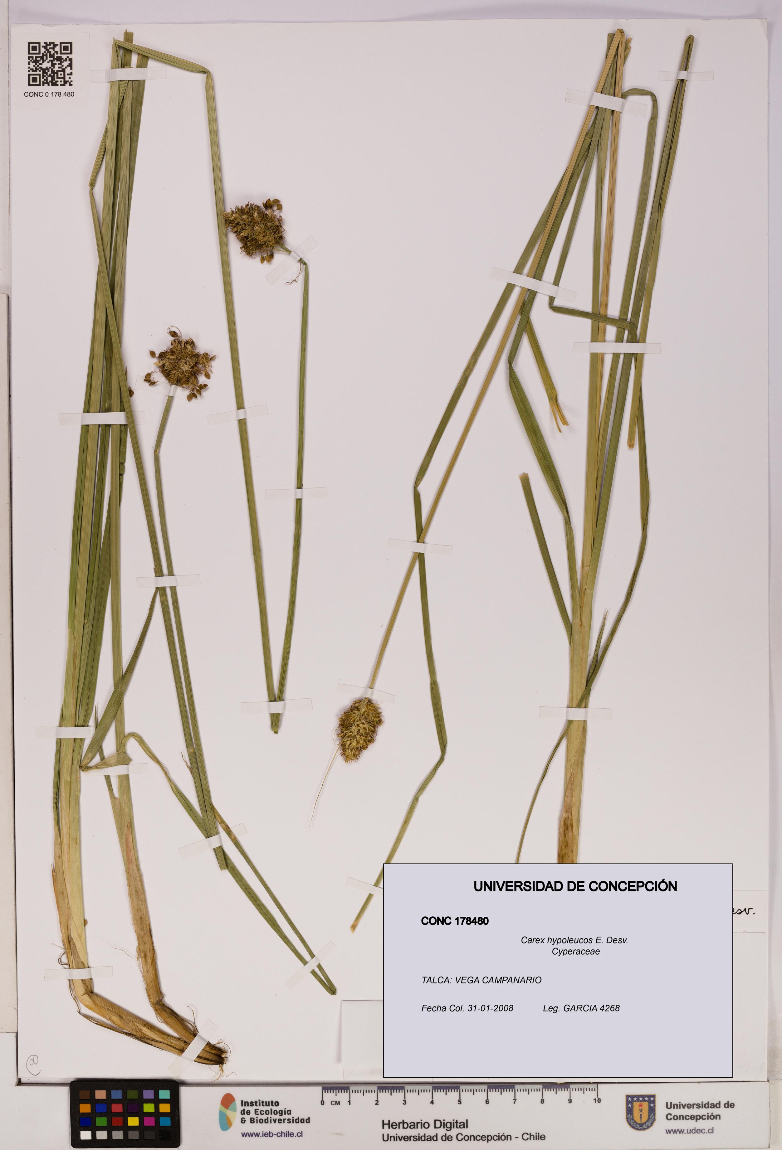 Carex hypoleucos [Espécimen: UDEC:CONC:0178480]