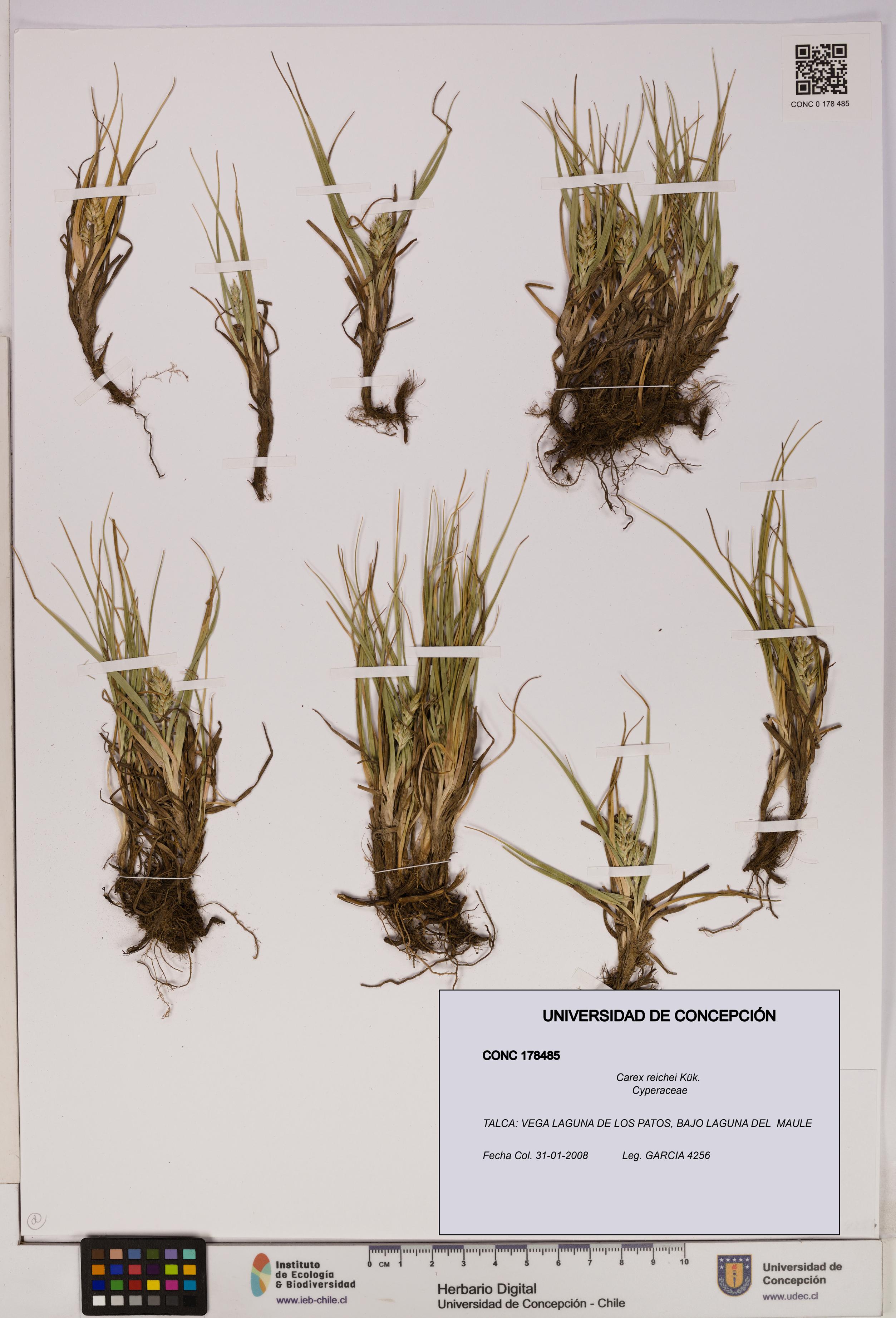 Carex reichei [Espécimen: UDEC:CONC:0178485]
