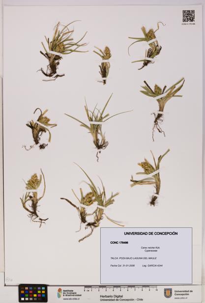 Carex reichei [Espécimen: UDEC:CONC:0178486]