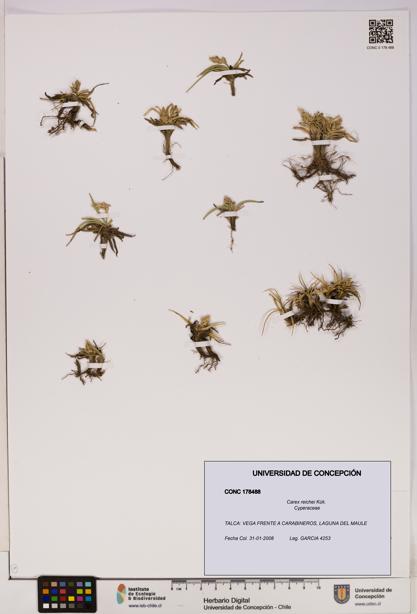 Carex reichei [Espécimen: UDEC:CONC:0178488]