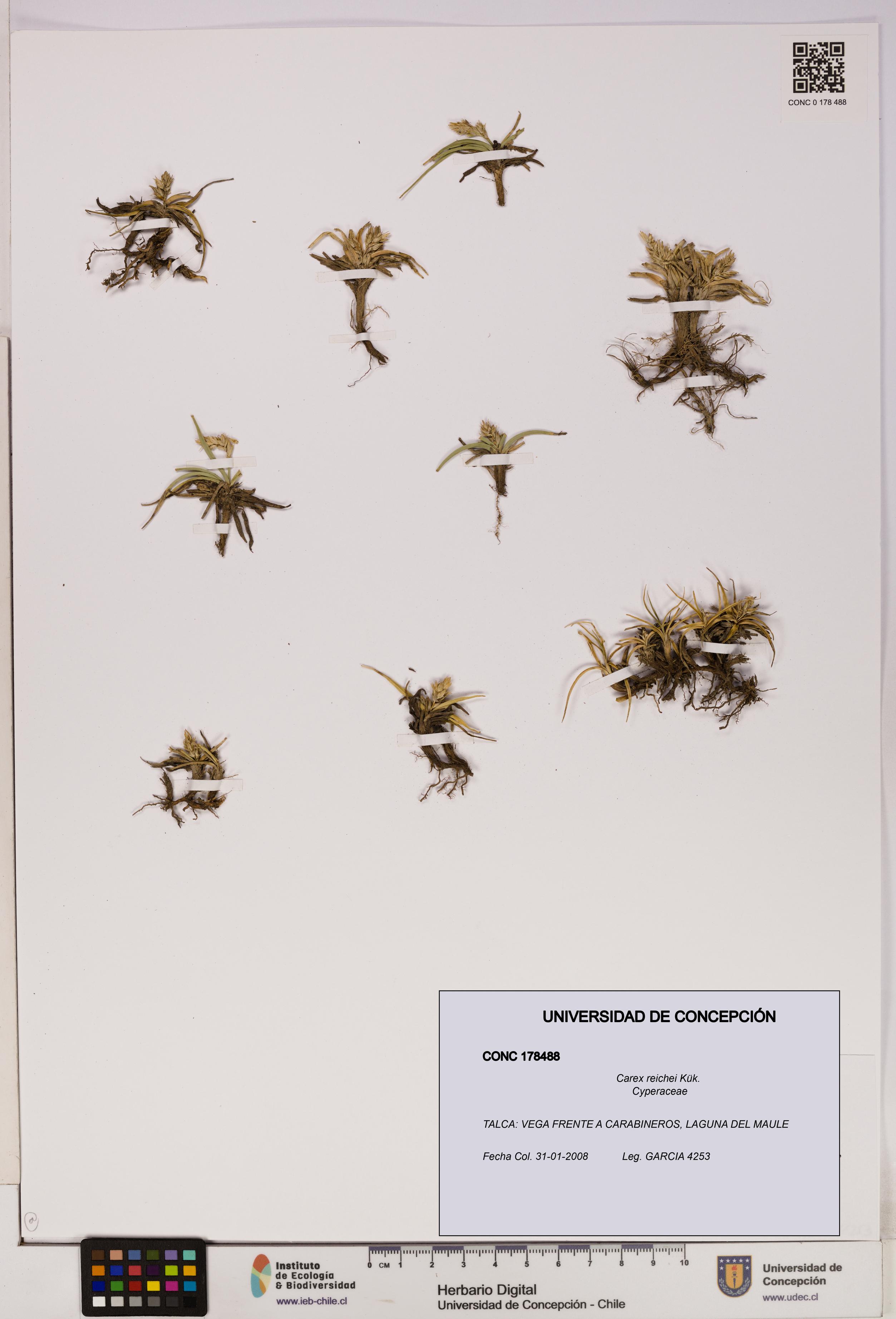 Carex reichei [Espécimen: UDEC:CONC:0178488]