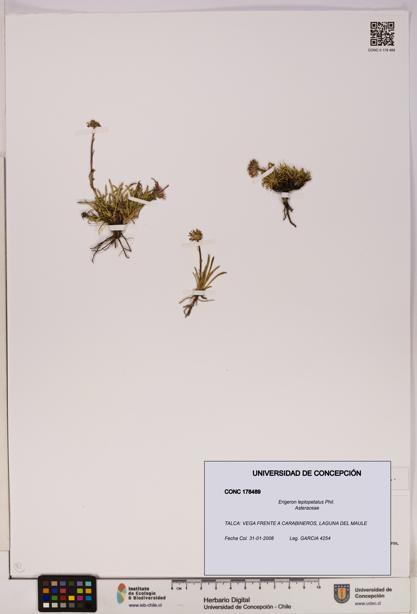 Erigeron leptopetalus [Espécimen: UDEC:CONC:0178489]