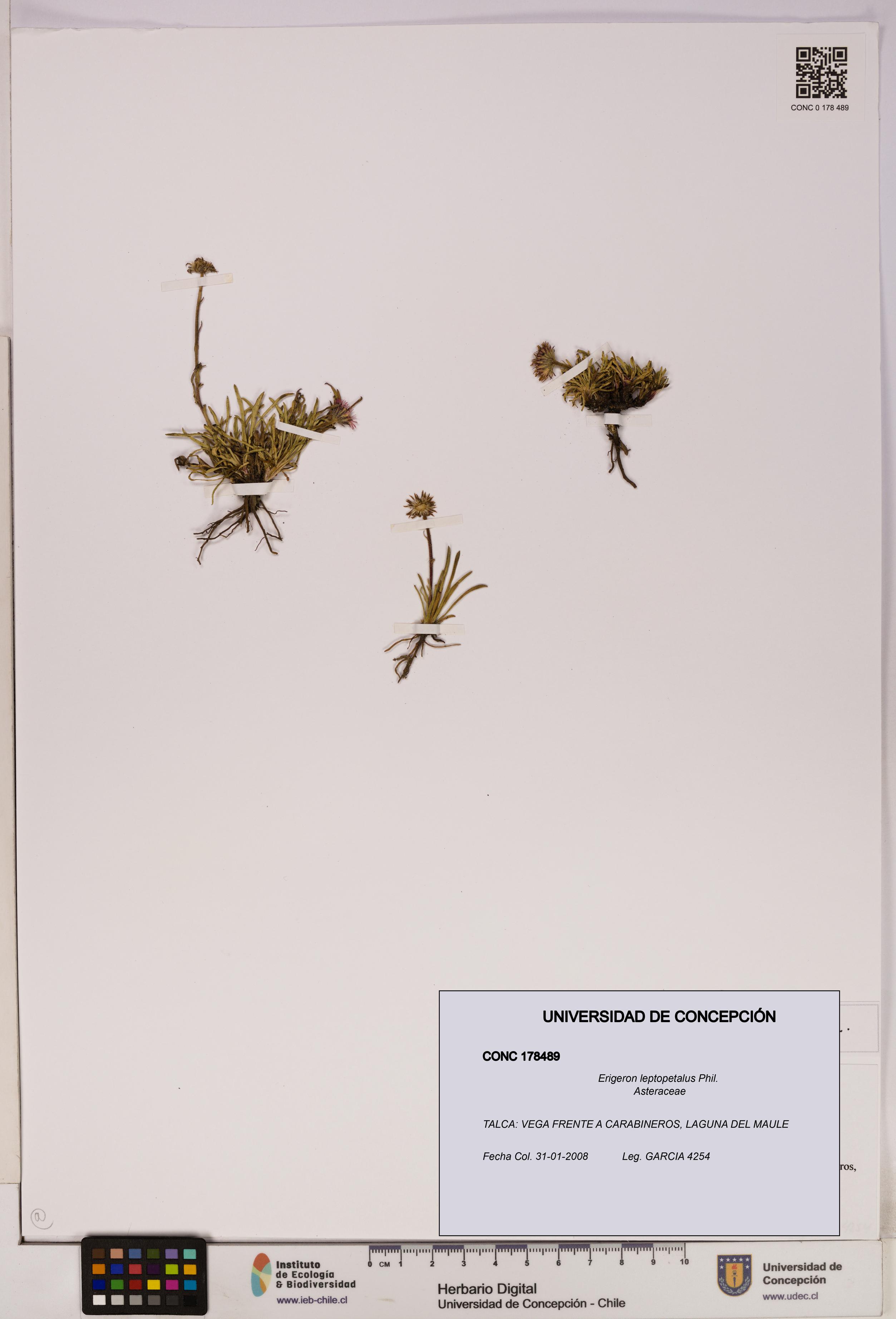 Erigeron leptopetalus [Espécimen: UDEC:CONC:0178489]