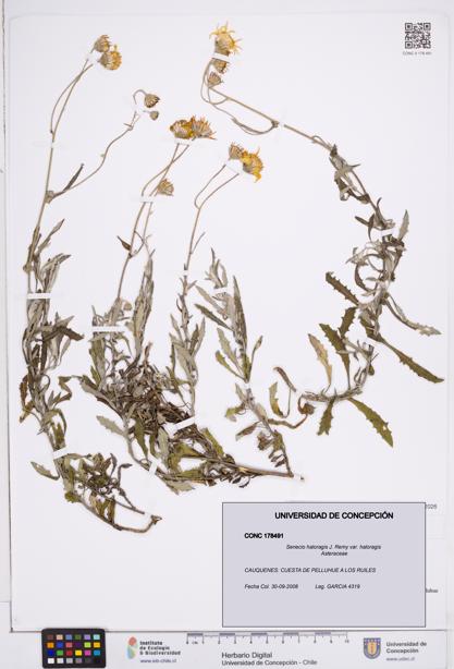 Senecio haloragis var. haloragis [Espécimen: ]