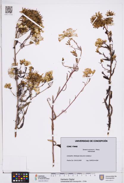 Senecio murorum [Espécimen: ]