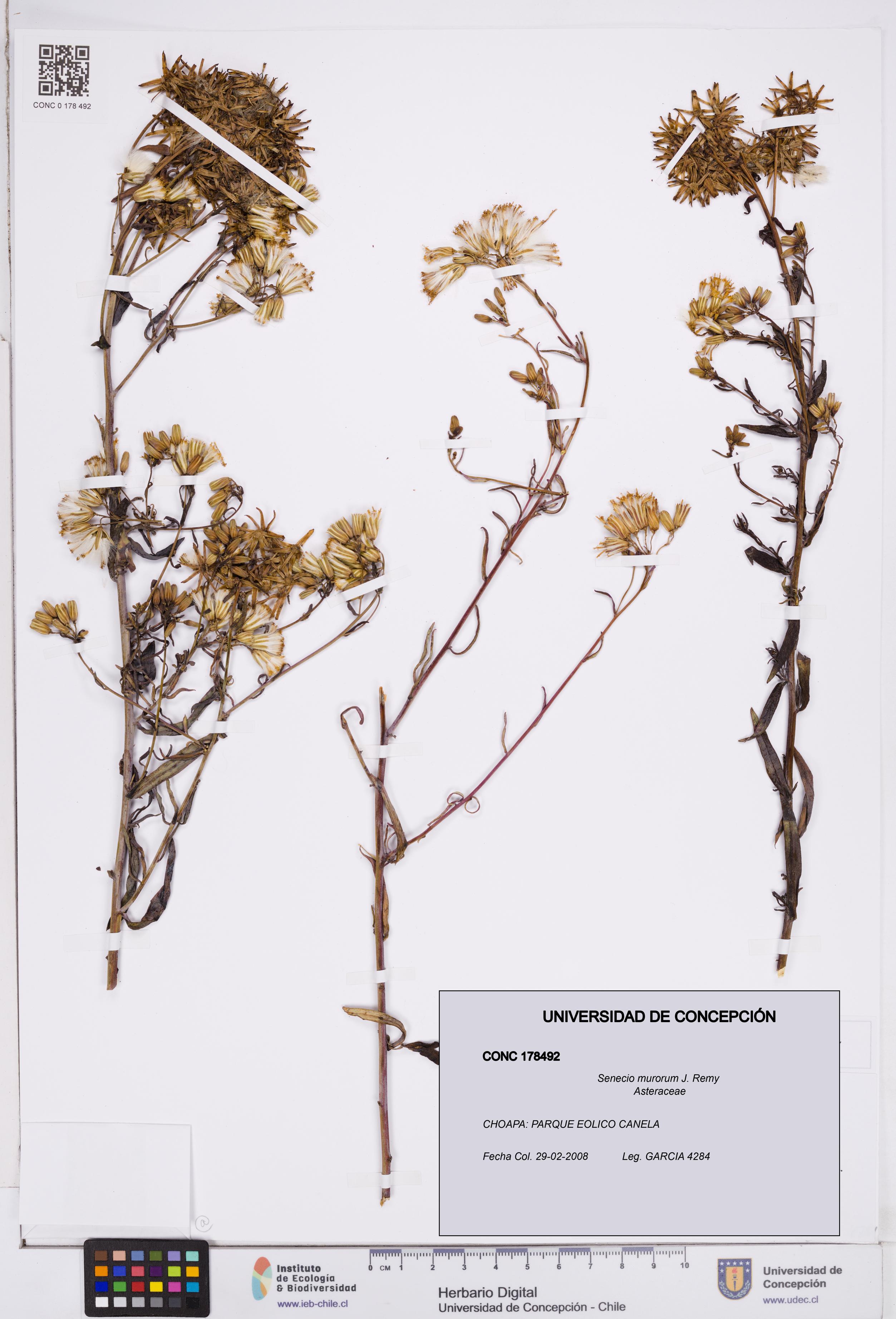 Senecio murorum [Espécimen: ]