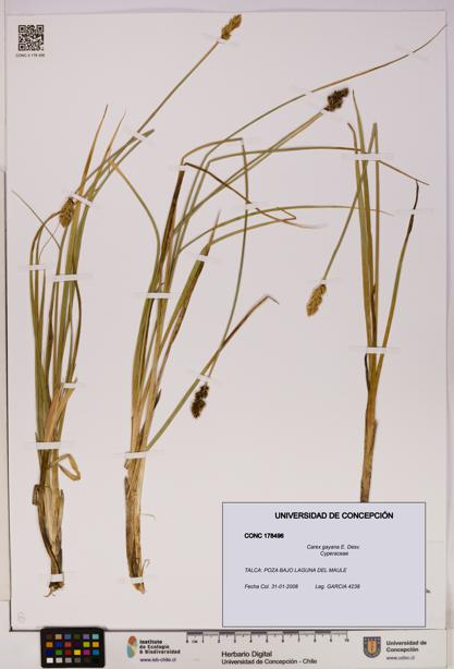 Carex gayana [Espécimen: UDEC:CONC:0178496]