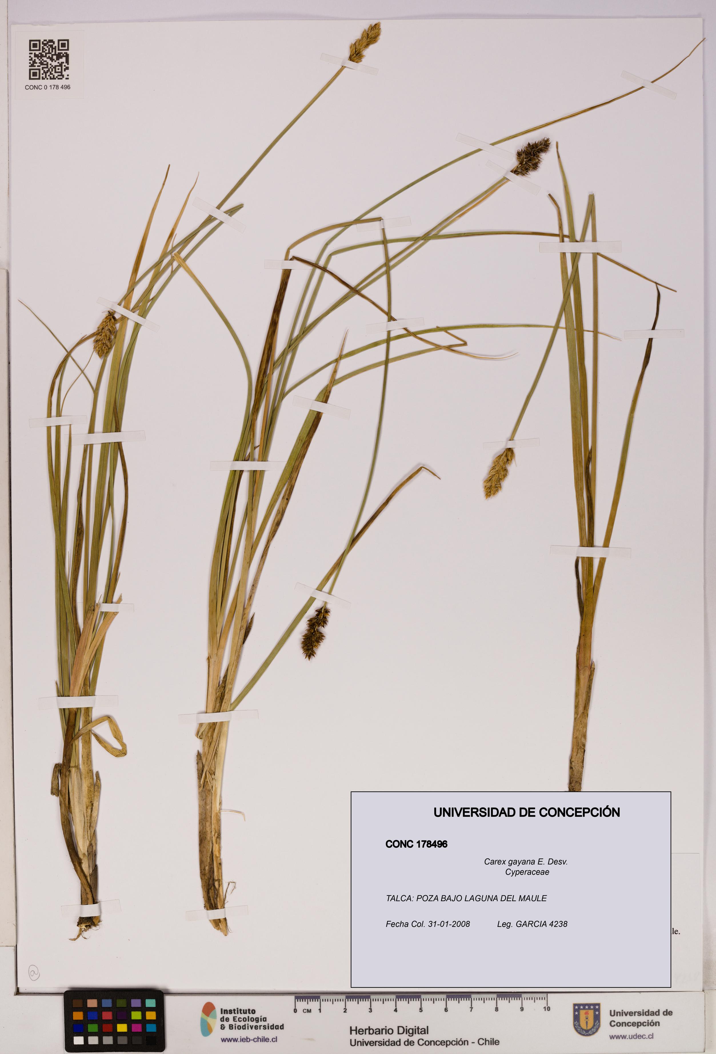 Carex gayana [Espécimen: UDEC:CONC:0178496]