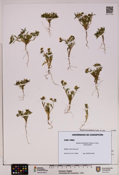 Boopis leucanthema [Espécimen: UDEC:CONC:0178502]