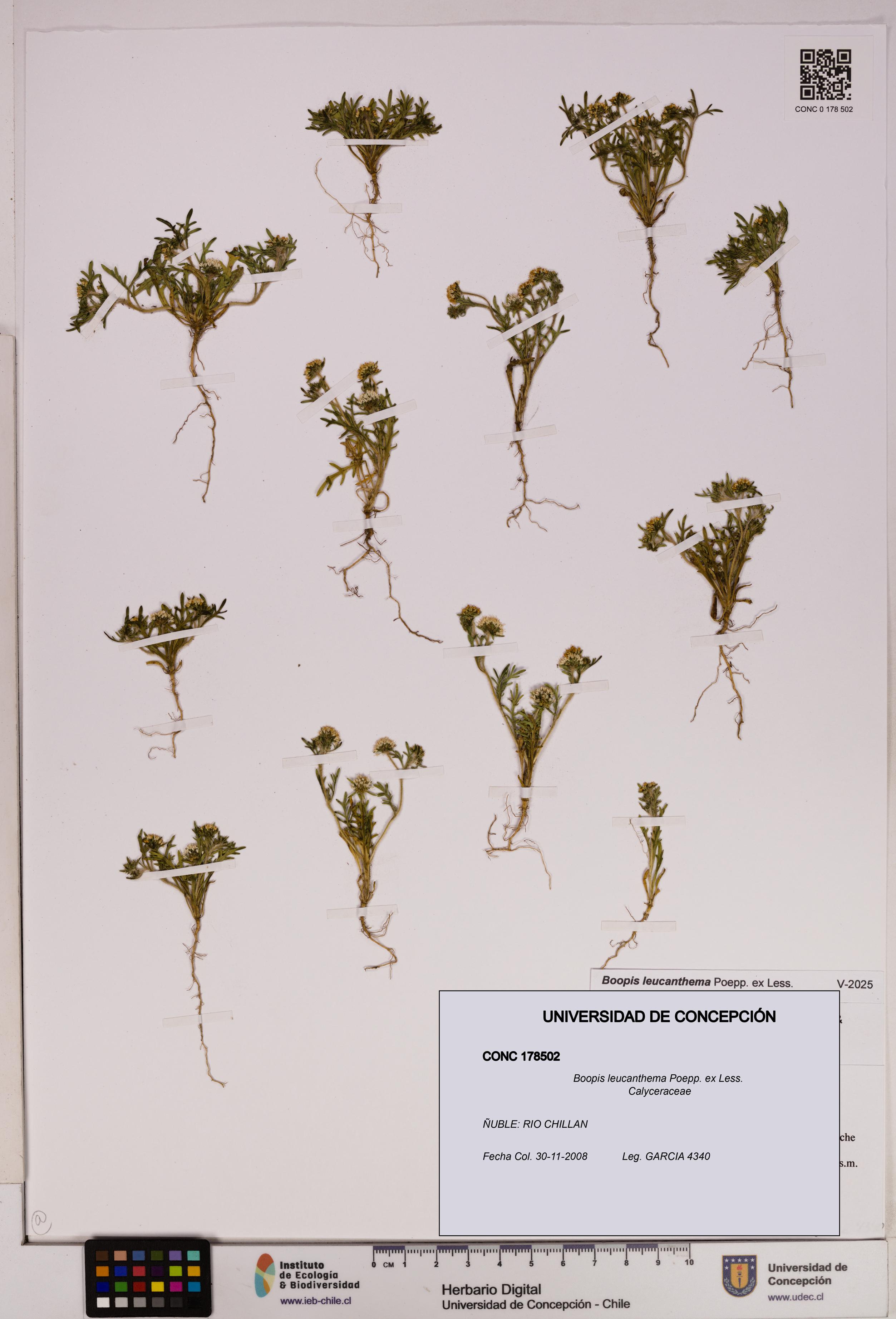 Boopis leucanthema [Espécimen: UDEC:CONC:0178502]