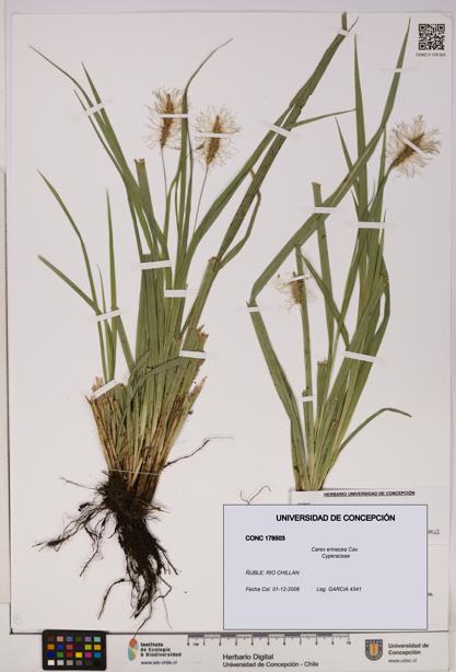 Carex erinacea [Espécimen: UDEC:CONC:0178503]