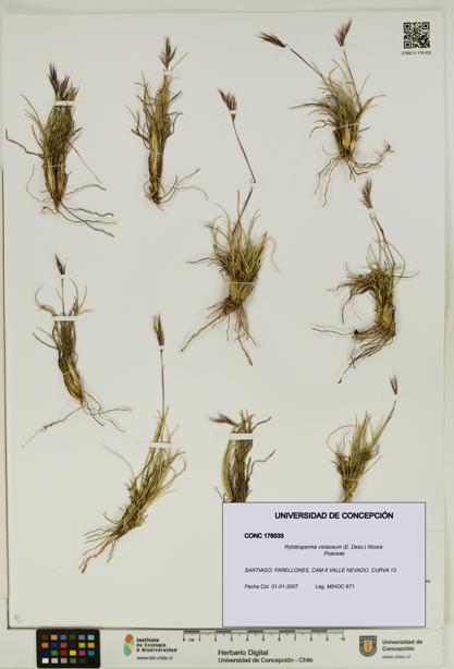 Rytidosperma violaceum [Espécimen: UDEC:CONC:0178533]
