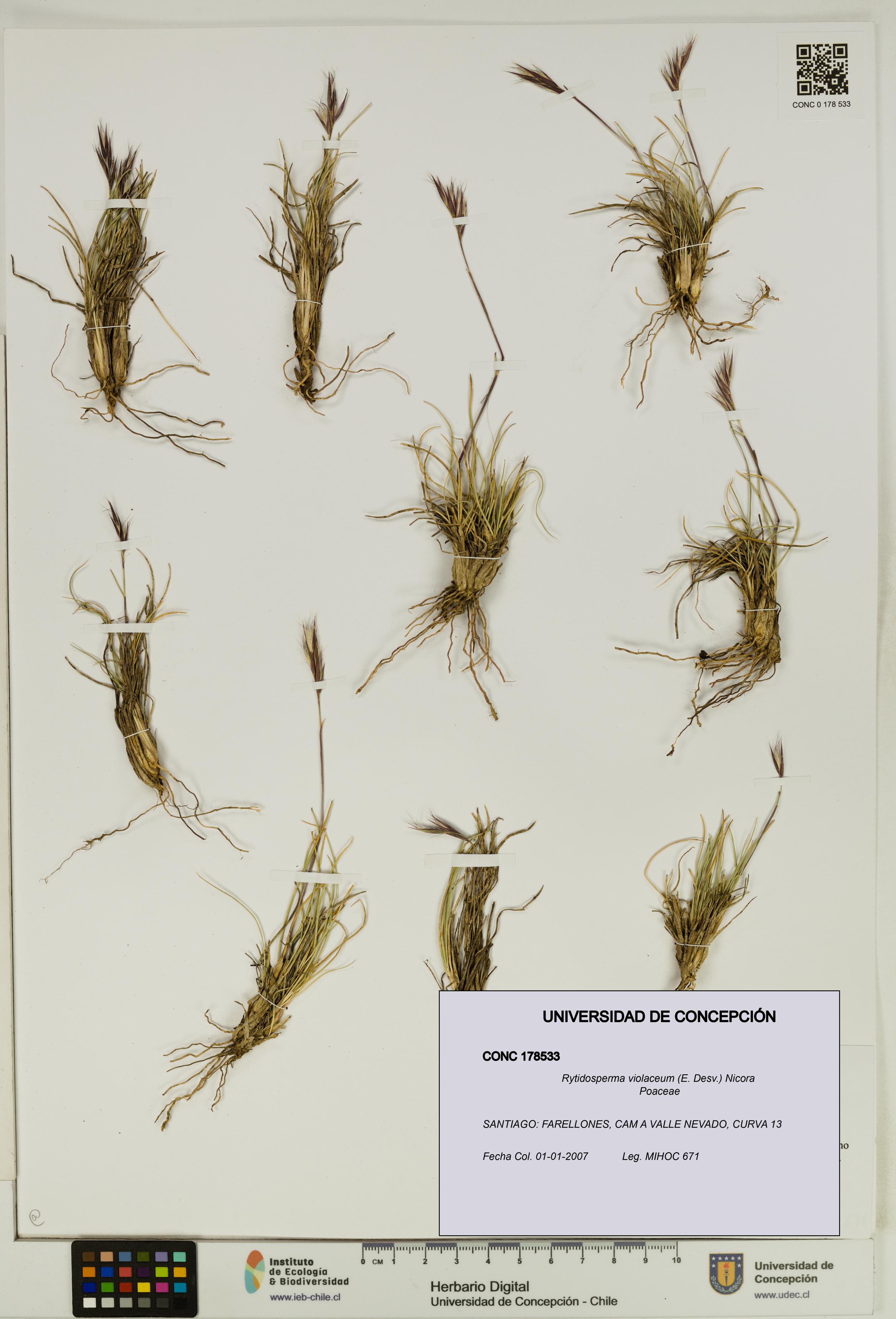 Rytidosperma violaceum [Espécimen: UDEC:CONC:0178533]