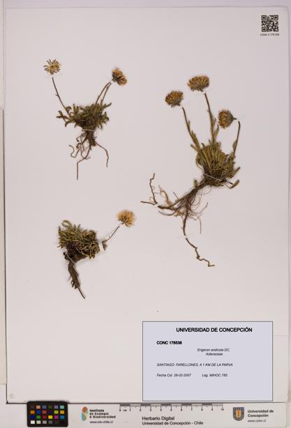 Erigeron andicola [Espécimen: UDEC:CONC:0178538]