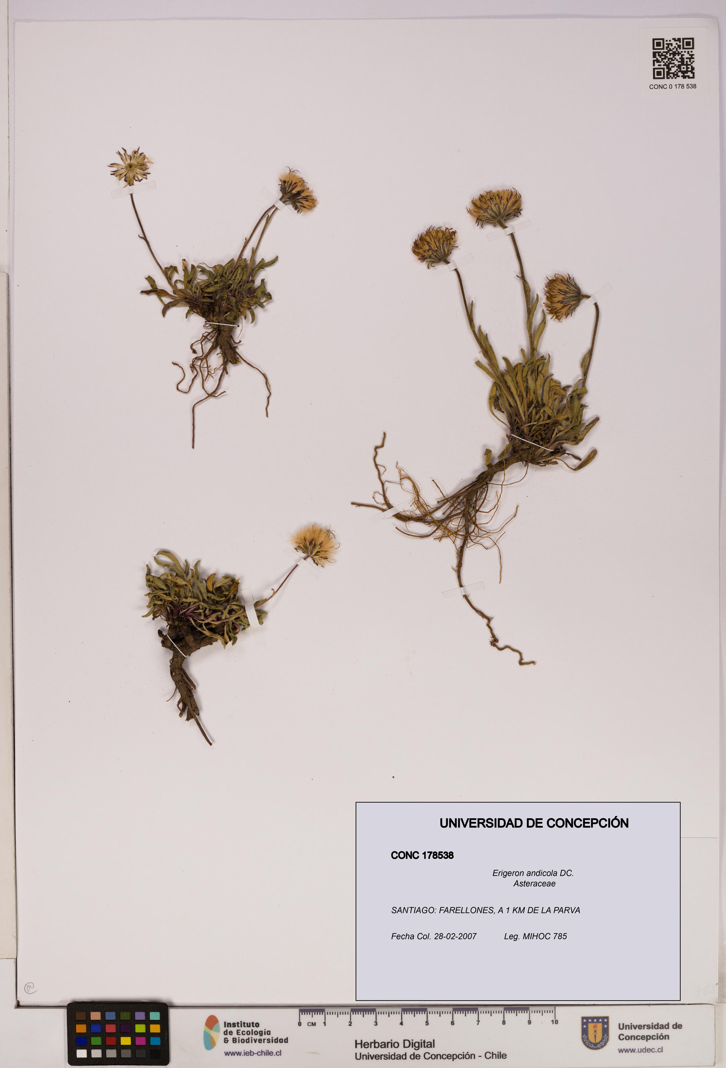 Erigeron andicola [Espécimen: UDEC:CONC:0178538]