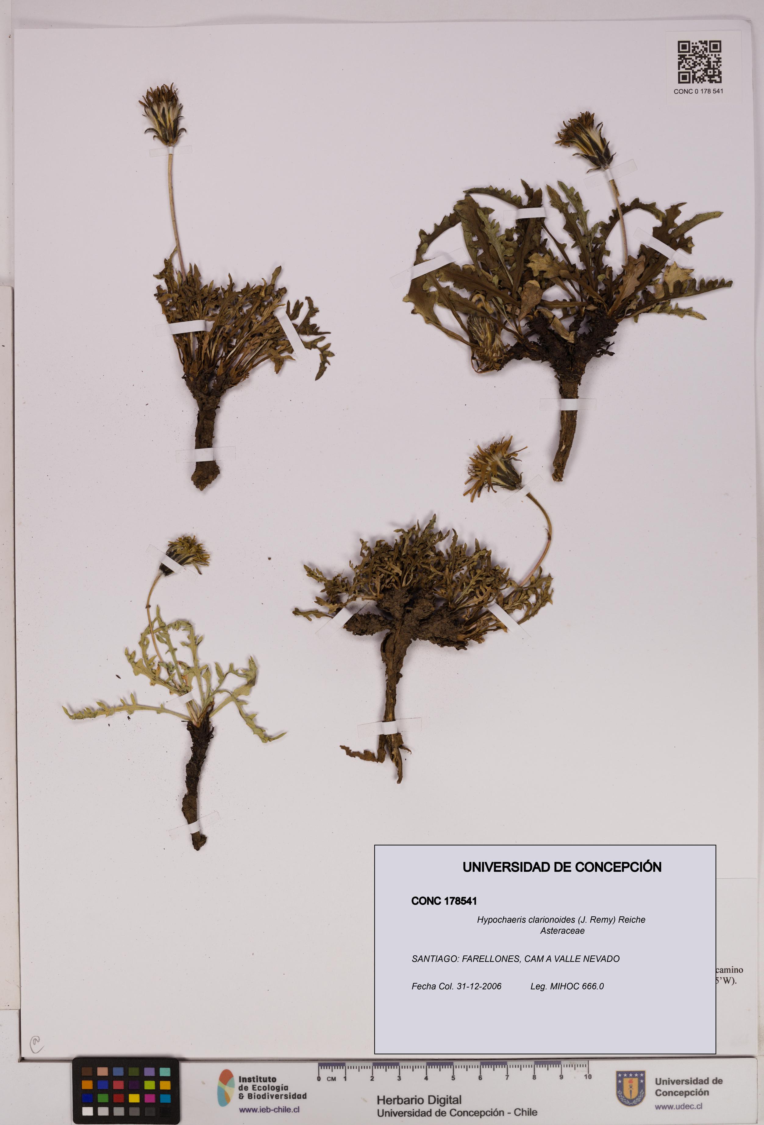 Hypochaeris clarionoides [Espécimen: UDEC:CONC:0178541]