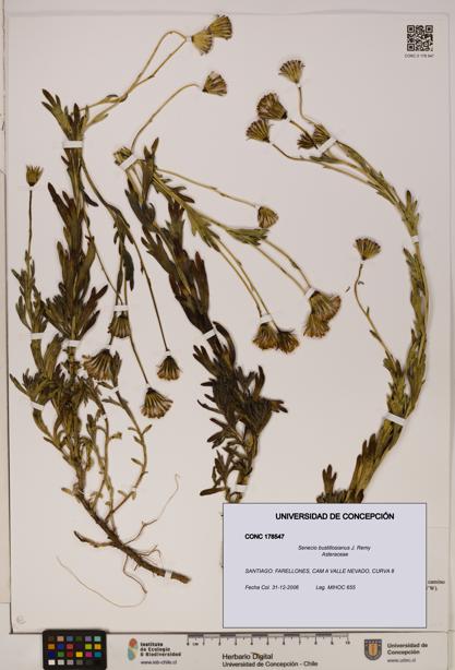 Senecio bustillosianus [Espécimen: UDEC:CONC:0178547]