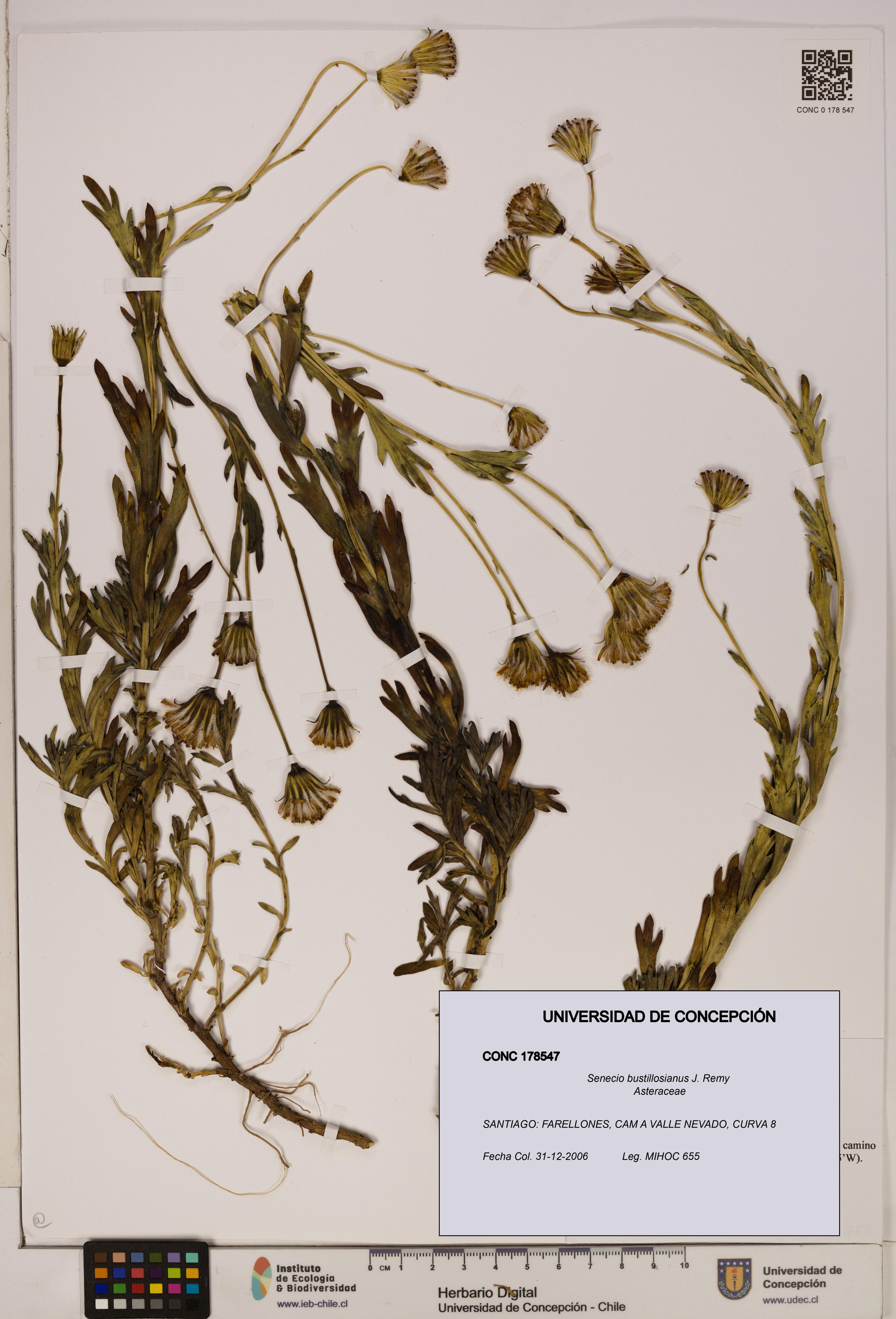 Senecio bustillosianus [Espécimen: UDEC:CONC:0178547]